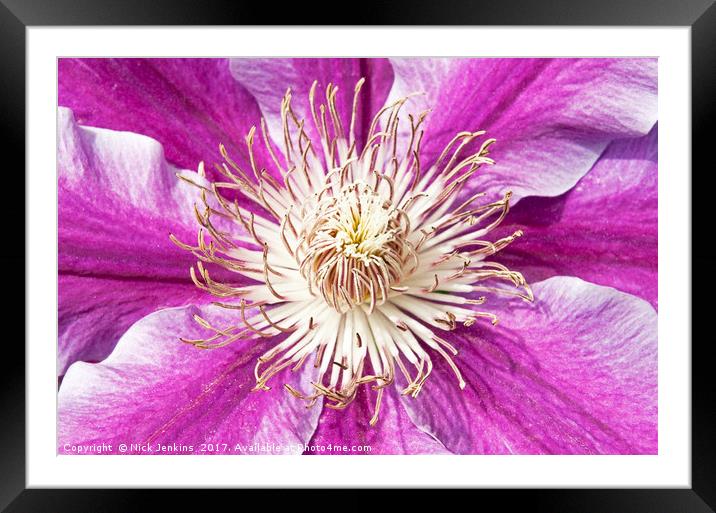 Purple Pink Clematis Flower Close Up Framed Mounted Print by Nick Jenkins