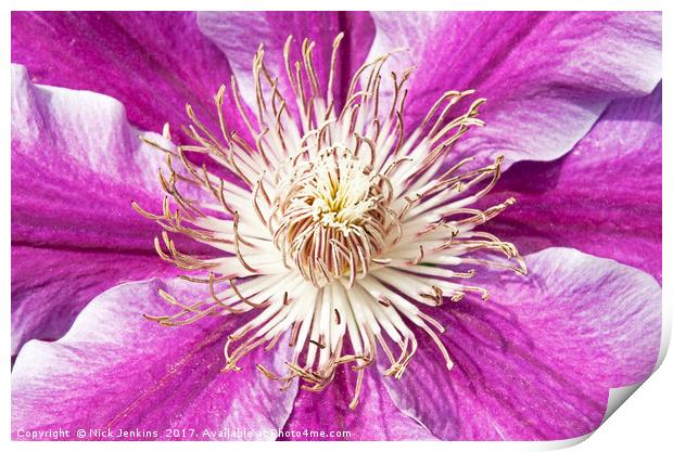 Purple Pink Clematis Flower Close Up Print by Nick Jenkins