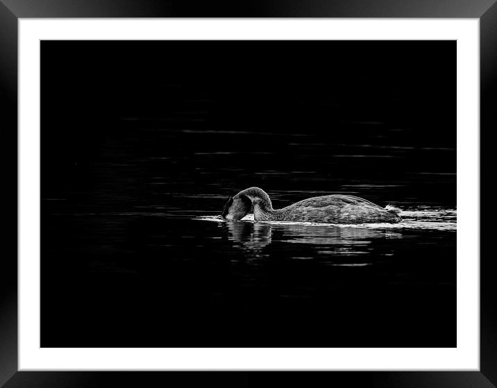Head First. Framed Mounted Print by Jonathan Thirkell