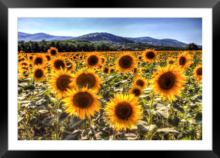 Sunflower Summer Fields Framed Mounted Print by David Pyatt