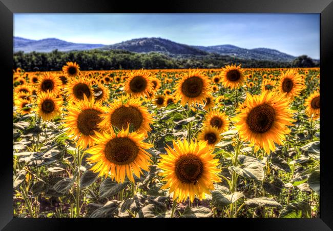 Sunflower Summer Fields Framed Print by David Pyatt