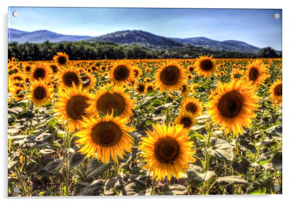 Sunflower Summer Fields Acrylic by David Pyatt