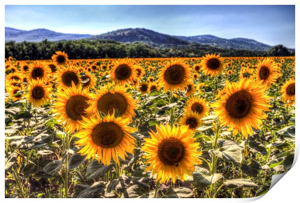 Sunflower Summer Fields Print by David Pyatt