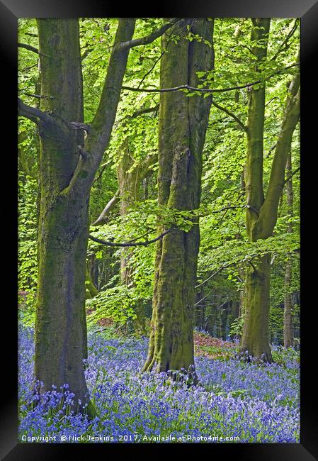 Three Trees in the Bluebell Woods Framed Print by Nick Jenkins