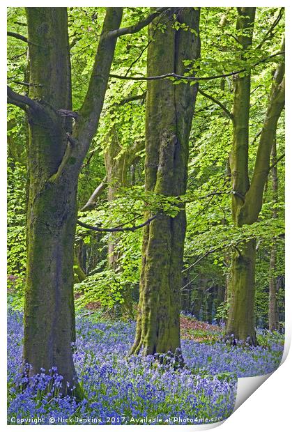 Three Trees in the Bluebell Woods Print by Nick Jenkins