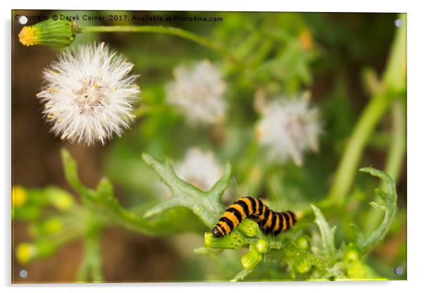 cinnabar moth caterpillar Acrylic by Derek Corner