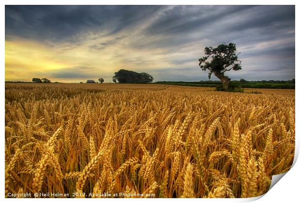 Barley Field at Tythegston Print by Neil Holman