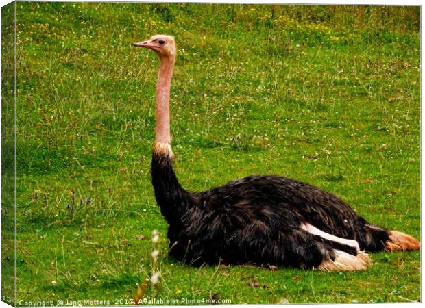          Red-Necked Ostrich                       Canvas Print by Jane Metters