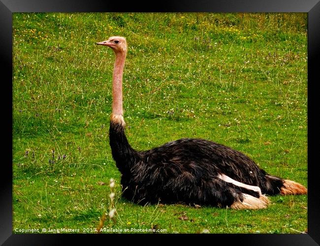          Red-Necked Ostrich                       Framed Print by Jane Metters
