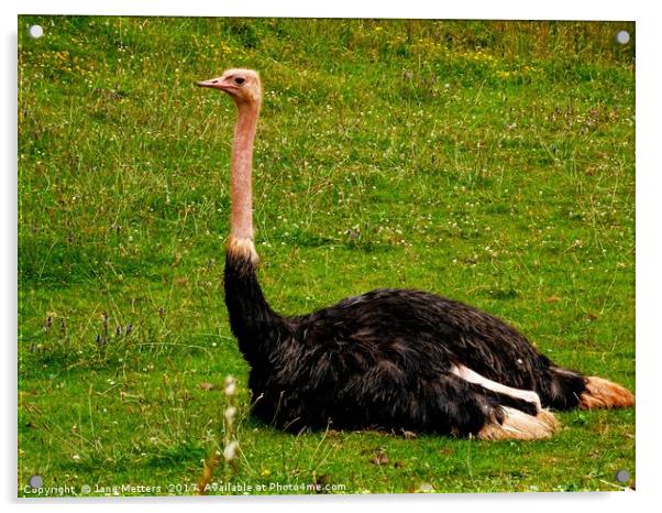          Red-Necked Ostrich                       Acrylic by Jane Metters