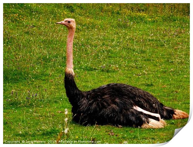          Red-Necked Ostrich                       Print by Jane Metters