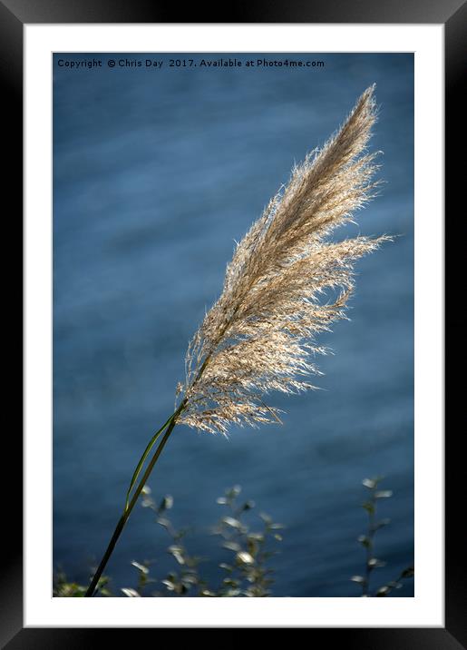 Grass seed head Framed Mounted Print by Chris Day