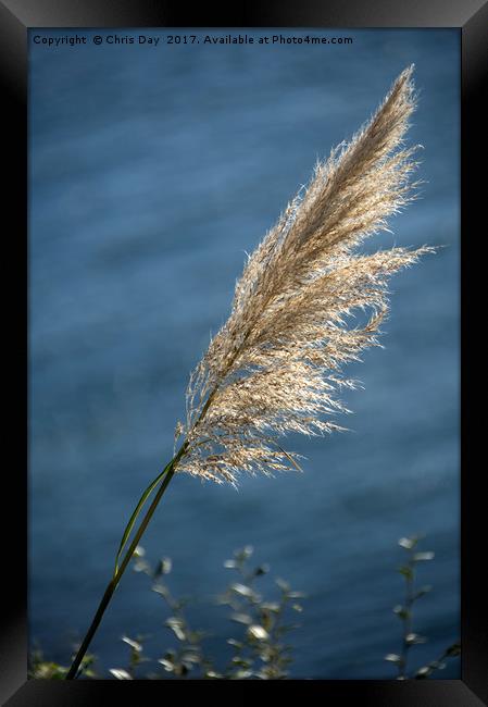 Grass seed head Framed Print by Chris Day