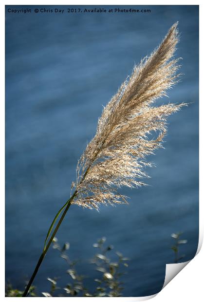 Grass seed head Print by Chris Day