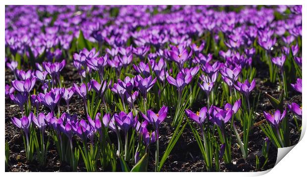 Crocus Print by Victor Burnside