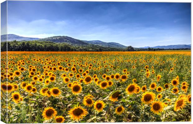 Sunflower Fields Of Summer  Canvas Print by David Pyatt