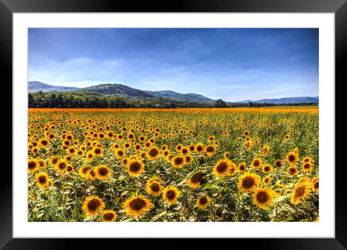 Sunflower Fields Of Summer  Framed Mounted Print by David Pyatt