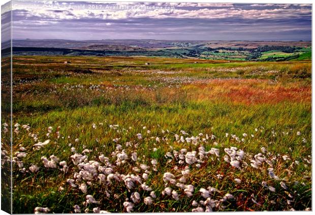 Cotton Grass on the Yorkshire Moors Canvas Print by Martyn Arnold