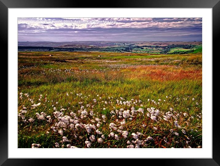 Cotton Grass on the Yorkshire Moors Framed Mounted Print by Martyn Arnold