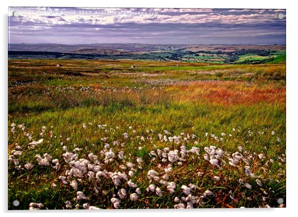 Cotton Grass on the Yorkshire Moors Acrylic by Martyn Arnold