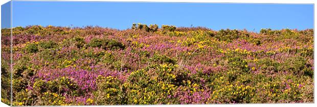 Heather and Gorse Canvas Print by graham young