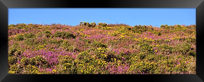 Heather and Gorse Framed Print by graham young