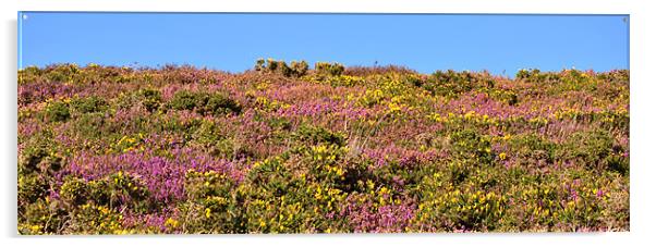 Heather and Gorse Acrylic by graham young