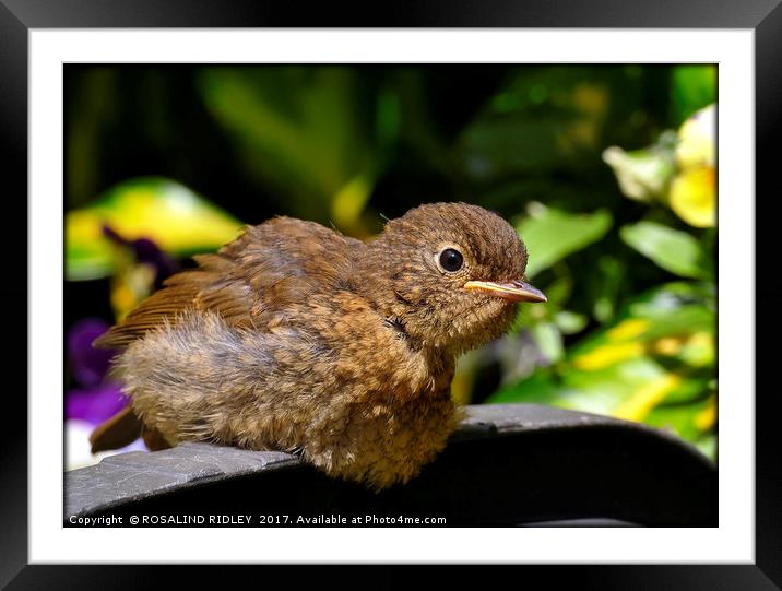 "Baby Robin taking a sunbathe" Framed Mounted Print by ROS RIDLEY