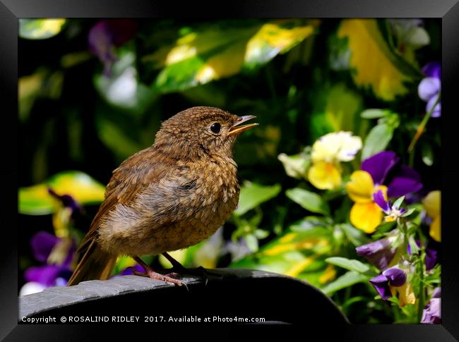 "Baby robin" Framed Print by ROS RIDLEY
