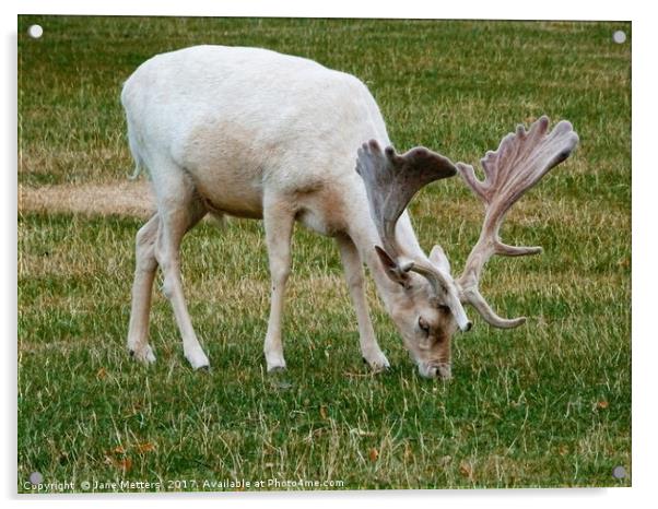 White Deer Grazing Acrylic by Jane Metters