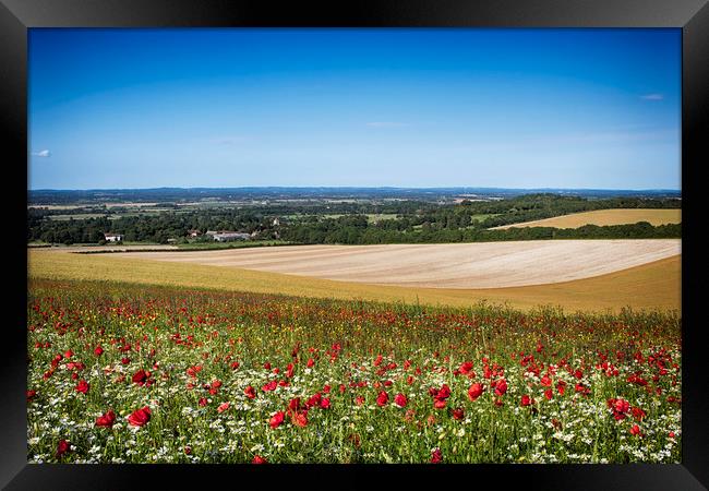 Summer Poppies At Firle Framed Print by Phil Clements
