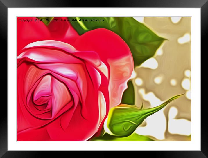 Red Rose (Digital Art) Framed Mounted Print by John Wain