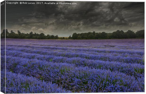 Lavender in bloom under a threatening sky Canvas Print by Rob Lucas