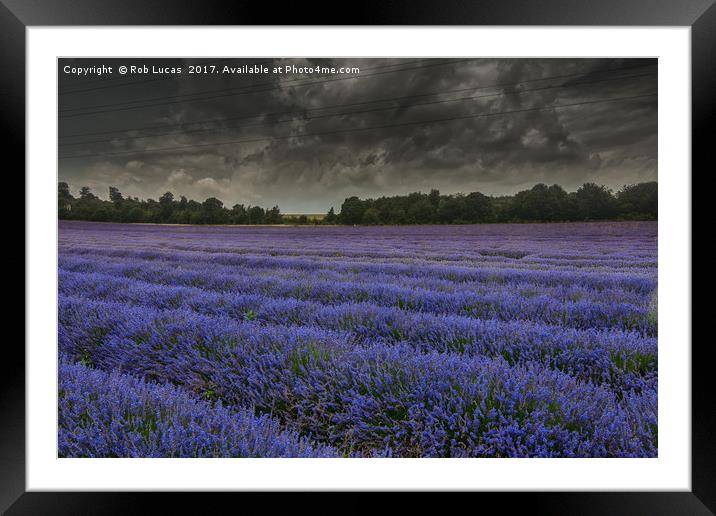 Lavender in bloom under a threatening sky Framed Mounted Print by Rob Lucas