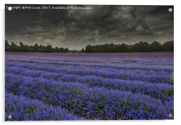 Lavender in bloom under a threatening sky Acrylic by Rob Lucas