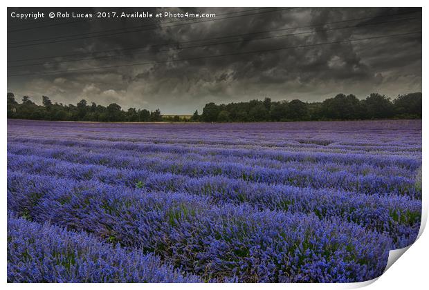 Lavender in bloom under a threatening sky Print by Rob Lucas