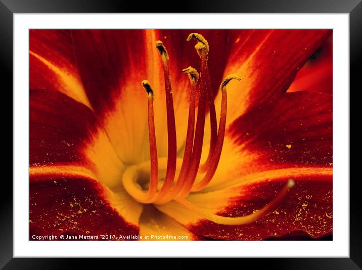     Deep Red Lilly                            Framed Mounted Print by Jane Metters