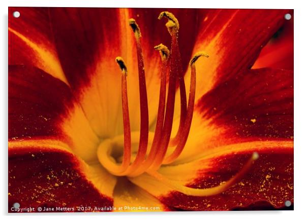    Deep Red Lilly                            Acrylic by Jane Metters