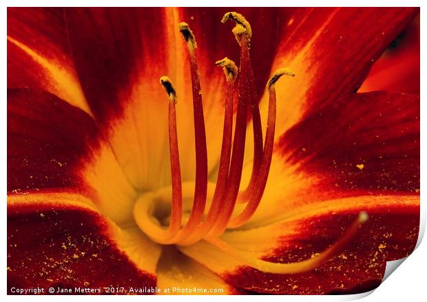     Deep Red Lilly                            Print by Jane Metters