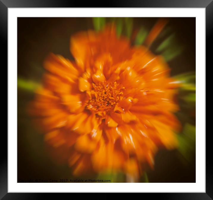 Orange Fauna Bloom Framed Mounted Print by Trevor Camp