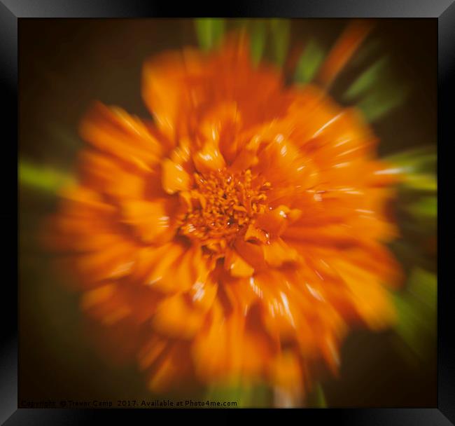 Orange Fauna Bloom Framed Print by Trevor Camp
