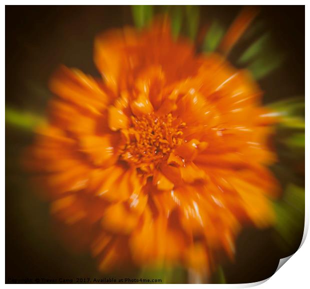 Orange Fauna Bloom Print by Trevor Camp