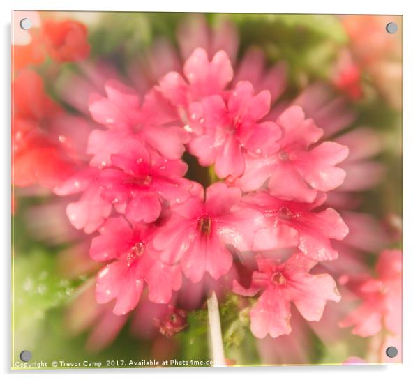 Enchanting Garden Blossoms Acrylic by Trevor Camp