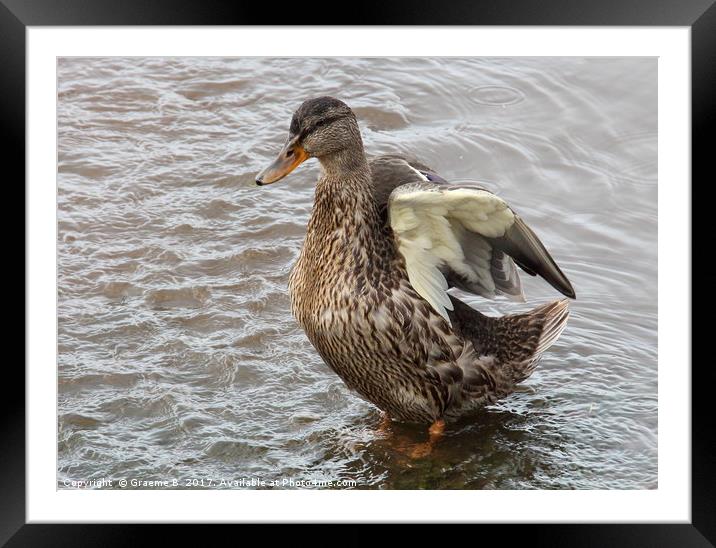 River Teign Duck Framed Mounted Print by Graeme B