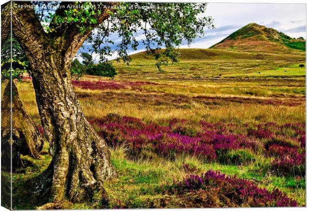 Heather on the North Yorkshire Moors Canvas Print by Martyn Arnold