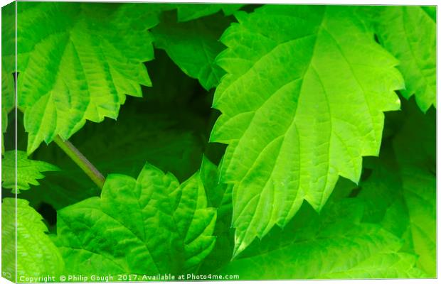 Green Leaves Canvas Print by Philip Gough