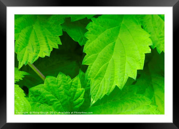 Green Leaves Framed Mounted Print by Philip Gough