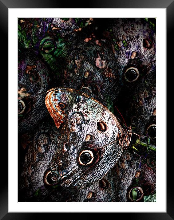 dark butterfly Framed Mounted Print by Heather Newton
