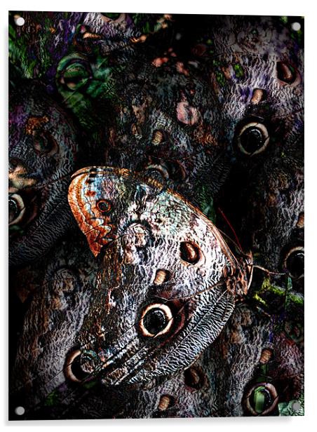dark butterfly Acrylic by Heather Newton