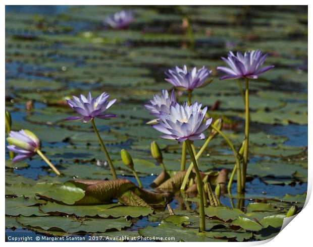 Lotus loveliness  Print by Margaret Stanton